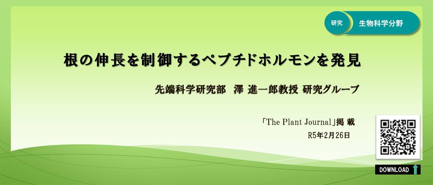 澤先生（根の伸長）