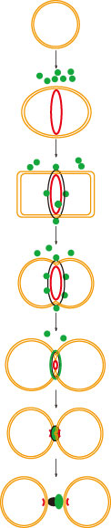 葉緑体分裂時のダイナミンタンパク質の機能の模式図