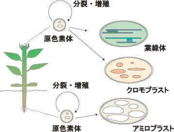 植物の発生における色素体の増殖と分化