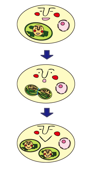 植物細胞内での葉緑体の分裂