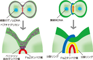 細菌の分裂と葉緑体の分裂