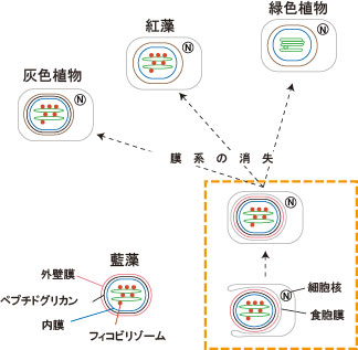 植物の進化とペプチドグリカンの関係を示す図