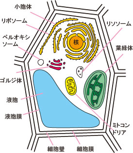 植物細胞の模式図