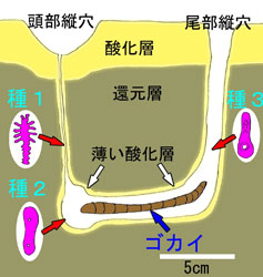 図2．ゴカイの巣穴とメイオベントス各種の分布