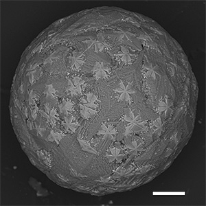 実験室で再現された溶融微小隕石
