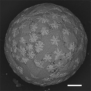 実験室で再現された溶融微小隕石かんらん石樹枝状結晶集合体の表面に放射状の磁鉄鉱結晶が存在している。スケールバーは20μm