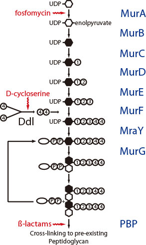 ペプチドグリカン合成経路
