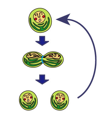 シアノバクテリアの増殖の模式図