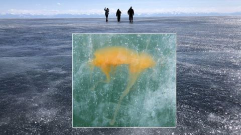 Ice-covered Lake Baikal and Plankton colony in ice