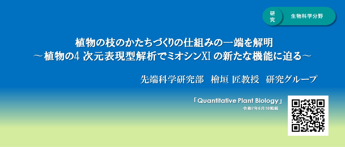 植物の枝のかたちづくりの仕組みの一端を解明