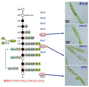 図1: ペプチドグリカン(PG)合成系とヒメツリガネゴケPG合成系遺伝子破壊株の形態ヒメツリガネゴケに保存されたPG合成系酵素遺伝子の機能を失わせると、ヒメツリガネゴケの葉緑体の分裂が阻害され巨大化する。
